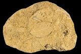 Fossil Leaf Preserved In Travertine - Austria #113069-1